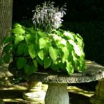 10-plantes-jardin-pousse-ombre
