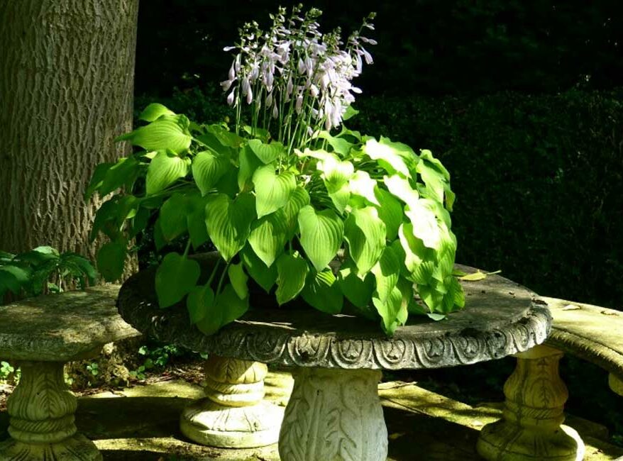 10-plantes-jardin-pousse-ombre