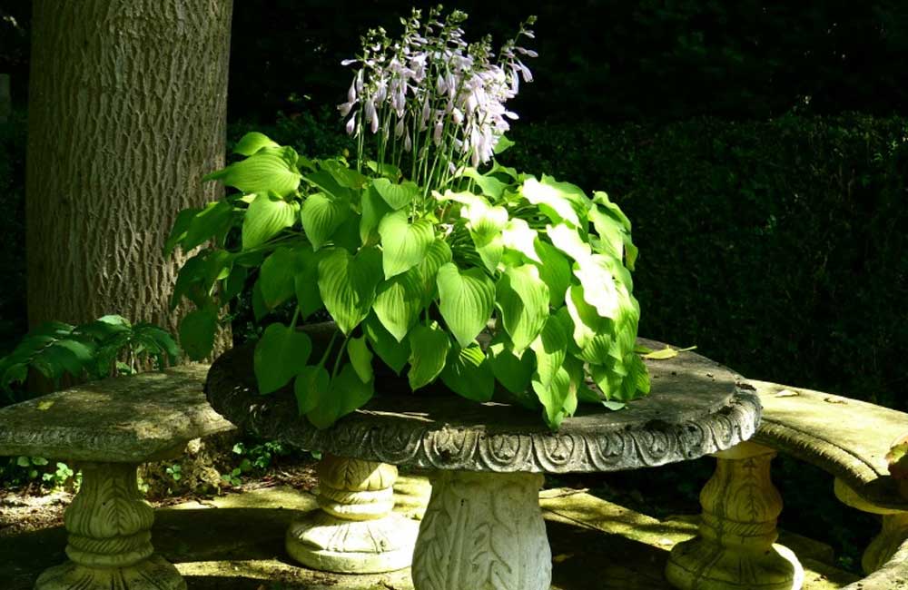 10-plantes-jardin-pousse-ombre