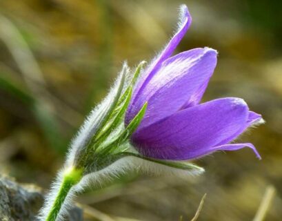 15-plantes-sauvages-fleurs-bleues-a-decouvrir