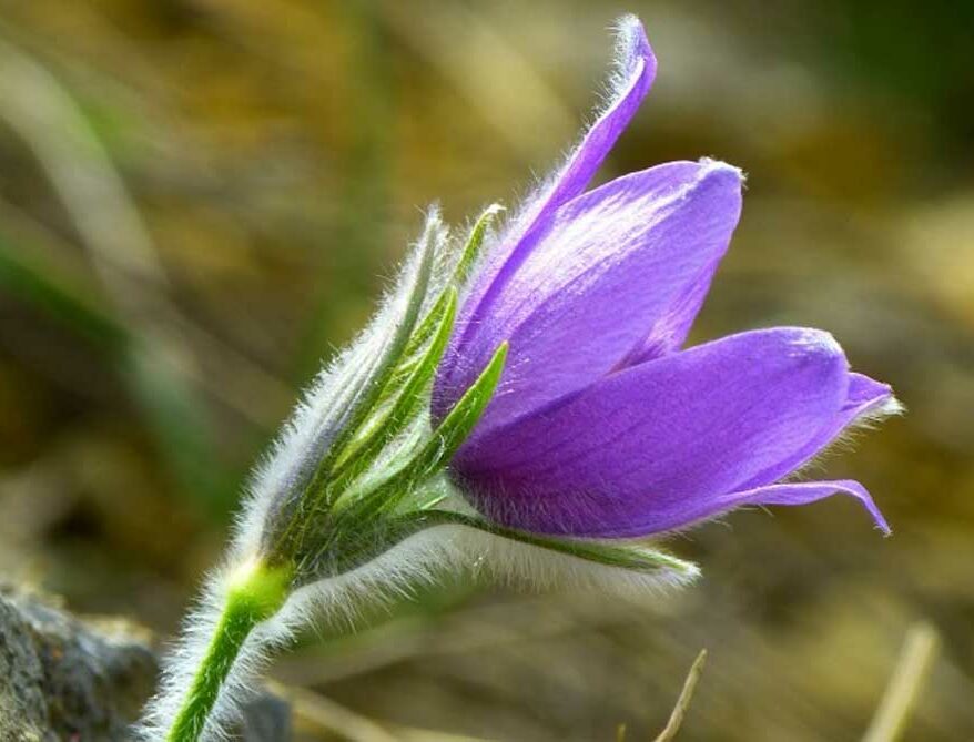 15-plantes-sauvages-fleurs-bleues-a-decouvrir