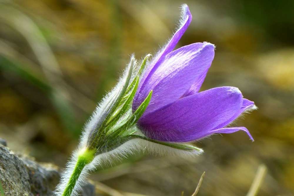 15-plantes-sauvages-fleurs-bleues-a-decouvrir