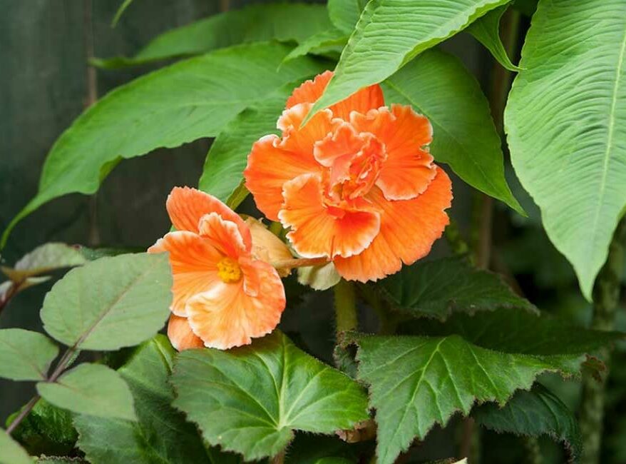 bien-cultiver-begona-tubereux