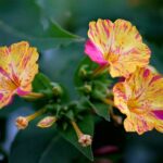comment-faire-pousser-belle-de-nuit-jardin