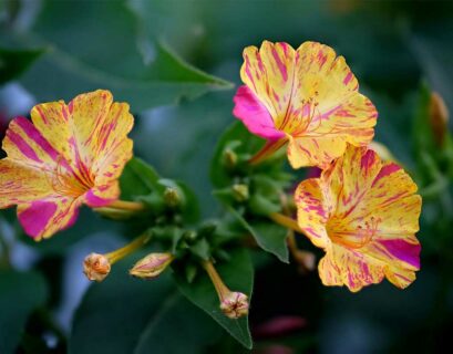 comment-faire-pousser-belle-de-nuit-jardin
