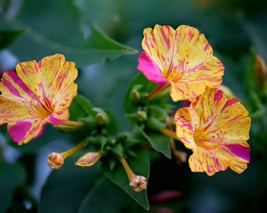 comment-faire-pousser-belle-de-nuit-jardin