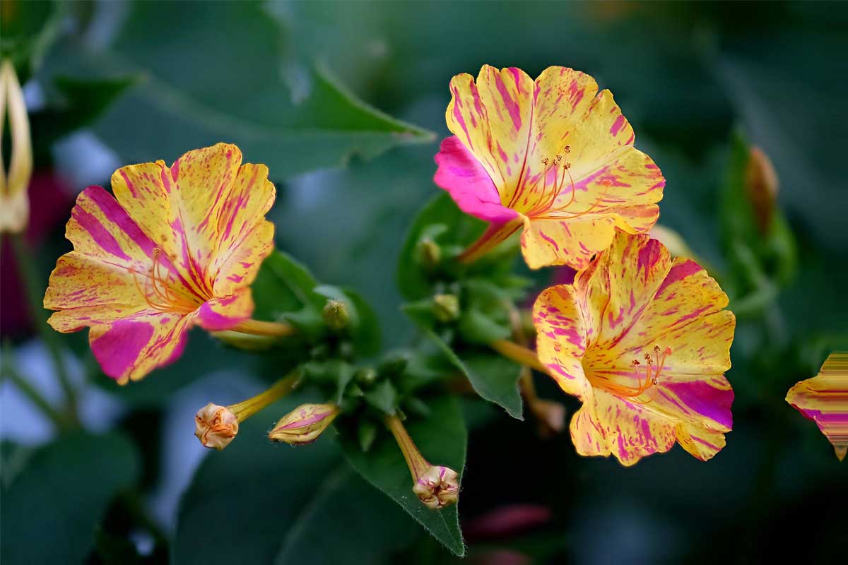 comment-faire-pousser-belle-de-nuit-jardin