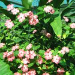 comment-faire-pousser-impatiens-walleriana-jardin