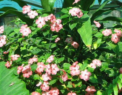 comment-faire-pousser-impatiens-walleriana-jardin