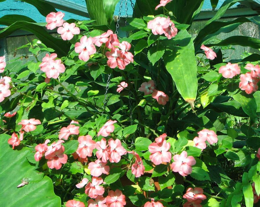 comment-faire-pousser-impatiens-walleriana-jardin