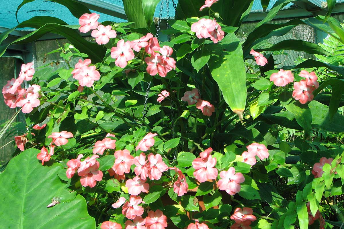comment-faire-pousser-impatiens-walleriana-jardin