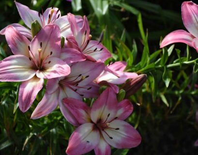 comment-faire-pousser-lys