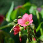 comment-faire-pousser-oxalis-tetraphylla