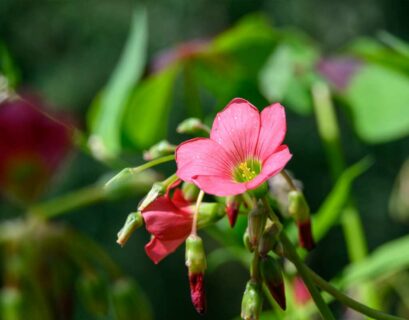 comment-faire-pousser-oxalis-tetraphylla
