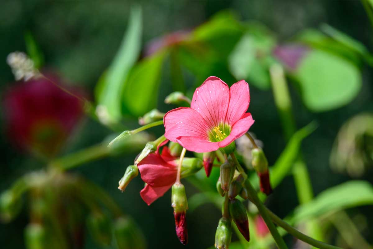 comment-faire-pousser-oxalis-tetraphylla