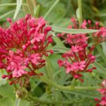 comment-faire-pousser-valeriane-rouge