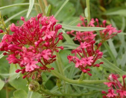 comment-faire-pousser-valeriane-rouge