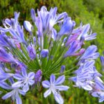 conseil-faire-pousser-agapanthe
