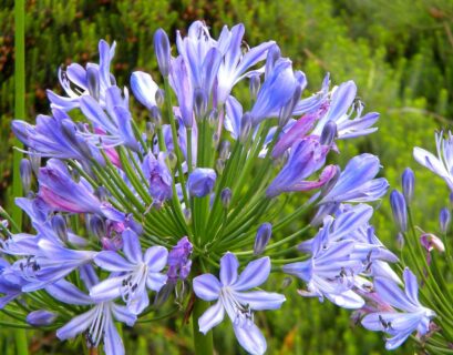 conseil-faire-pousser-agapanthe