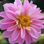 conseils-faire-pousser-dahlia