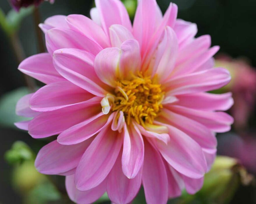 conseils-faire-pousser-dahlia