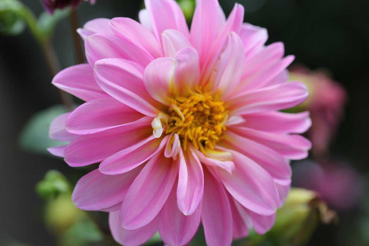 conseils-faire-pousser-dahlia