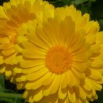 cultiver-et-faire-pousser-calendula