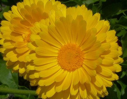 cultiver-et-faire-pousser-calendula