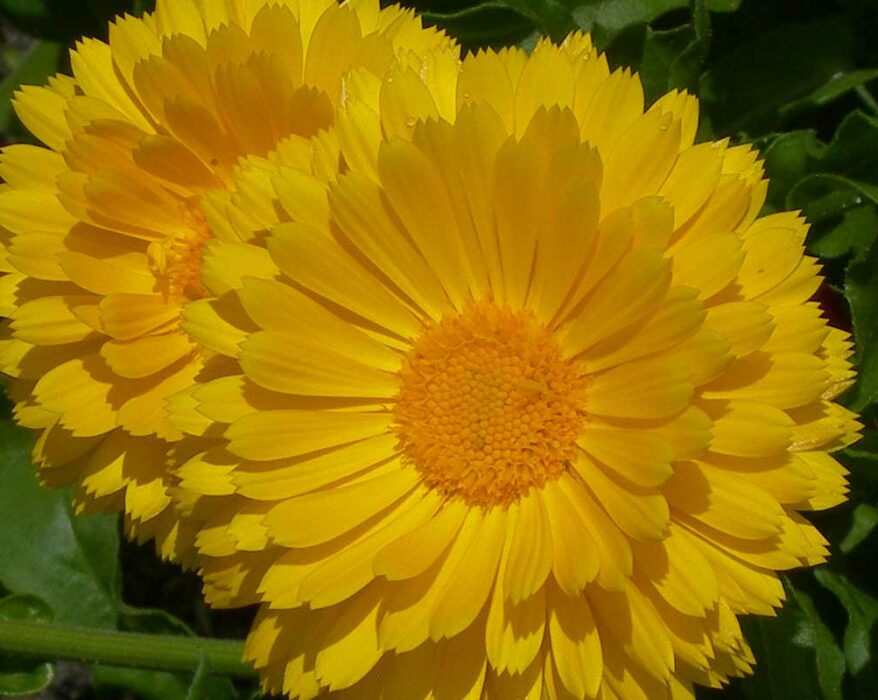 cultiver-et-faire-pousser-calendula