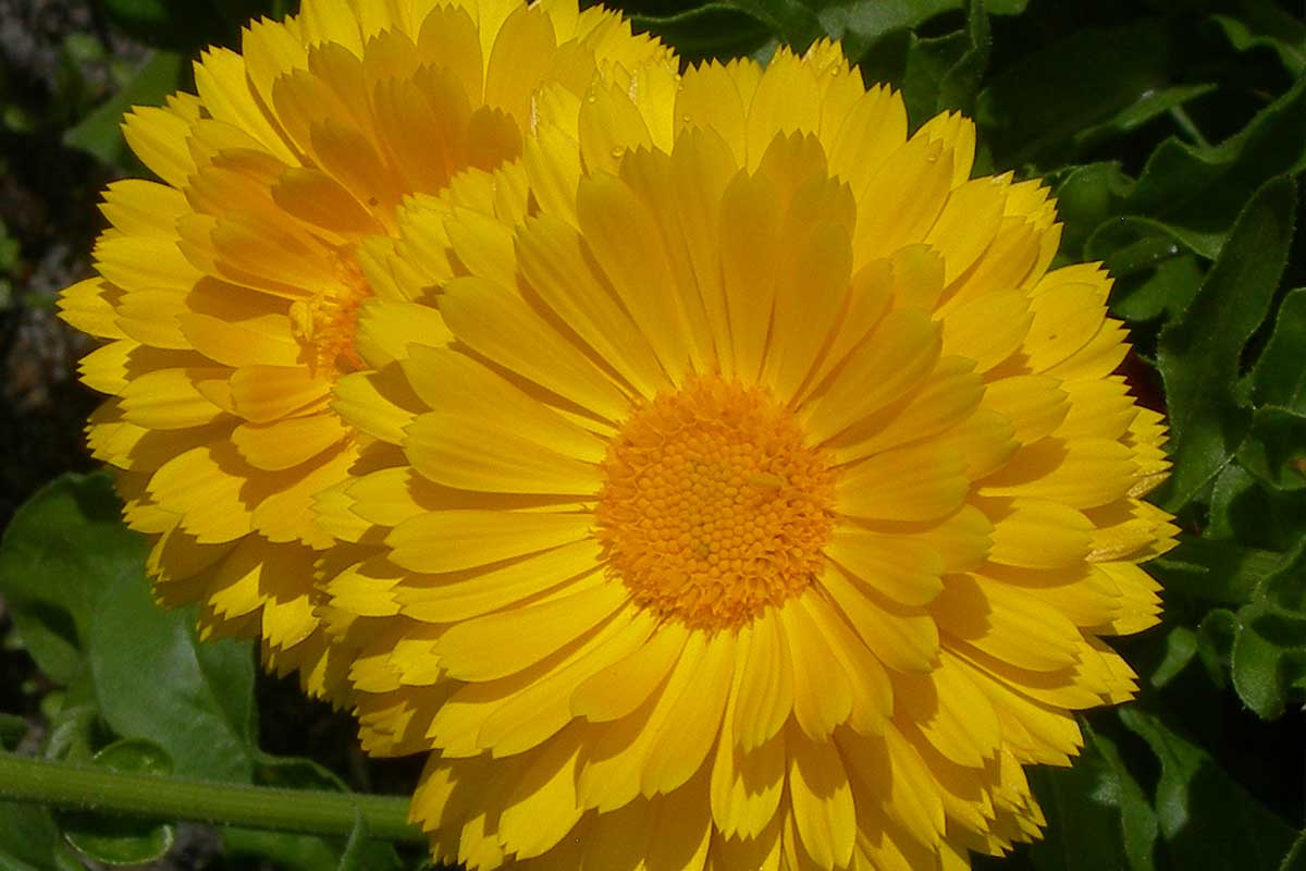 cultiver-et-faire-pousser-calendula