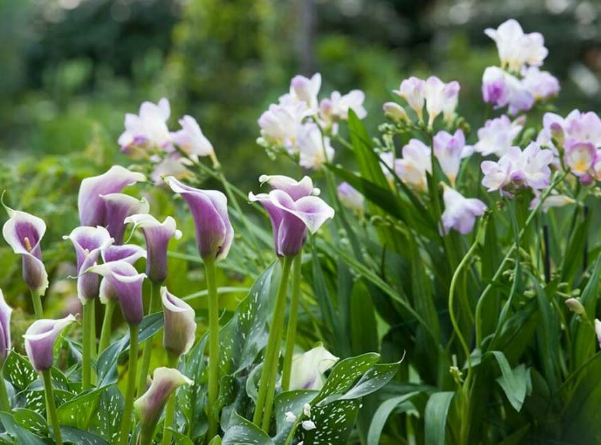 faire-pousser-calla-jardin