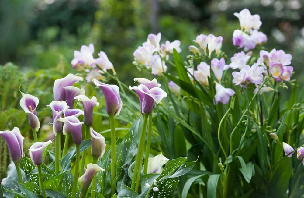 faire-pousser-calla-jardin