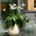 faire-pousser-eucharis-jardin-pot