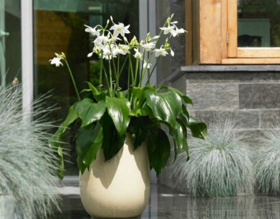 faire-pousser-eucharis-jardin-pot