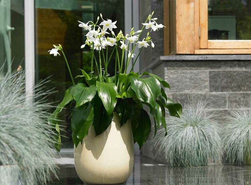 faire-pousser-eucharis-jardin-pot