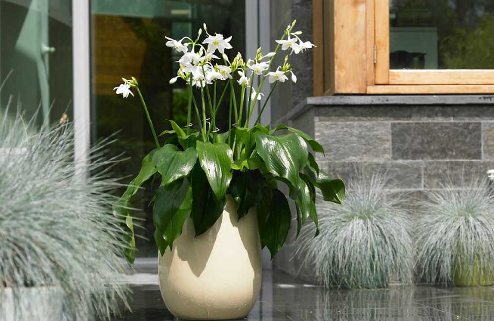 faire-pousser-eucharis-jardin-pot