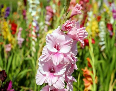 faire-pousser-glaieul-jardin