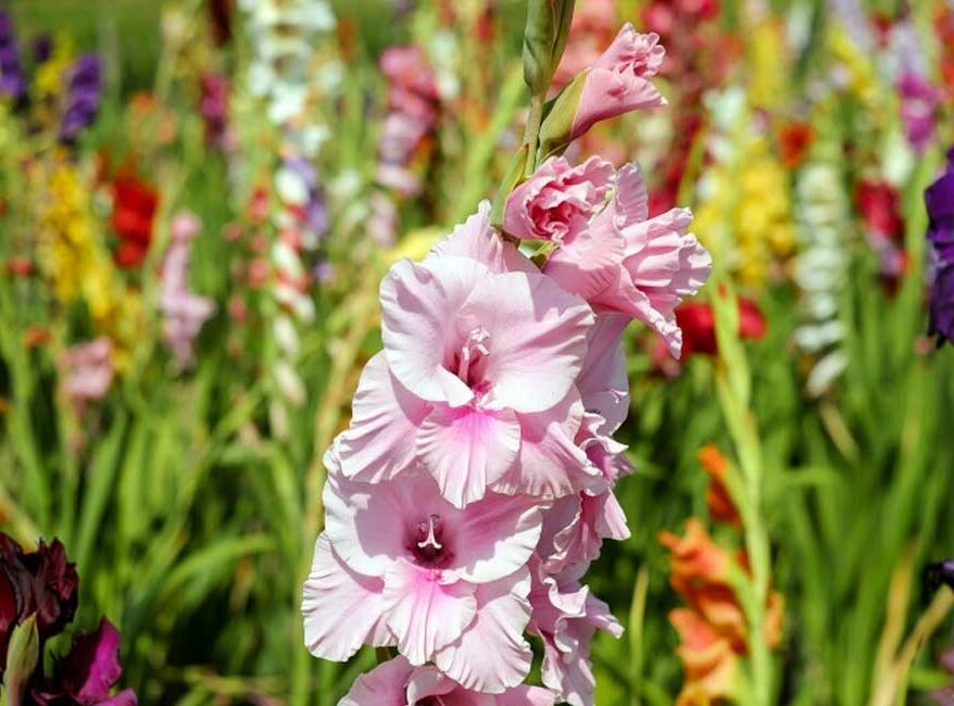 faire-pousser-glaieul-jardin