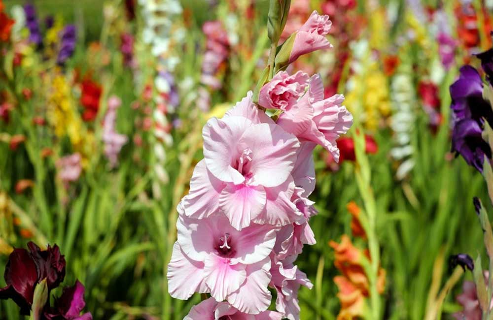 faire-pousser-glaieul-jardin