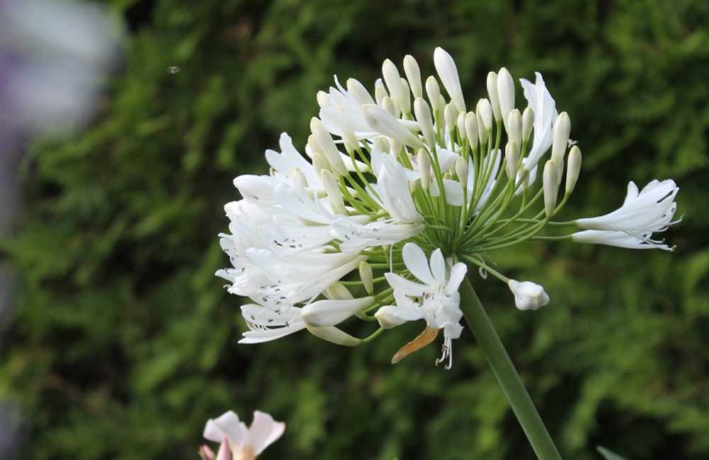 fleur-agapanthe-blanche