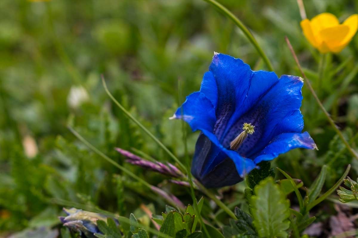fleur-bleue-gentiane
