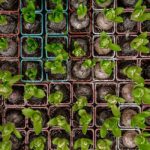 fleurs-bulbes-ete-en-pot