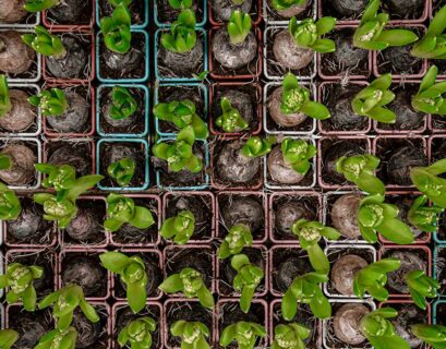 fleurs-bulbes-ete-en-pot