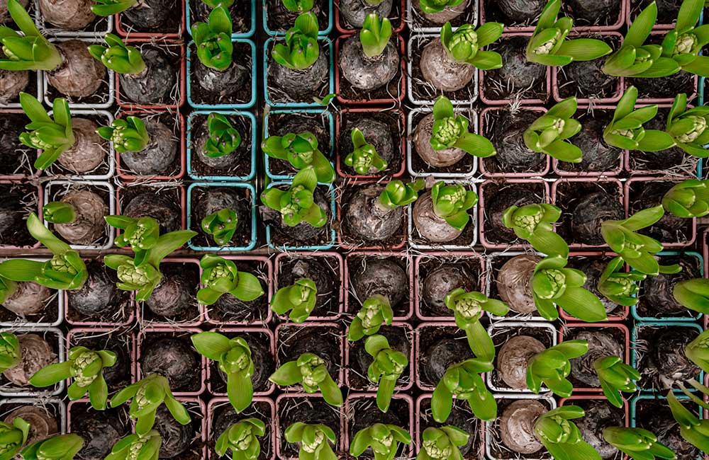 fleurs-bulbes-ete-en-pot