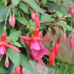 comment-cultiver-fuchsia-jardin
