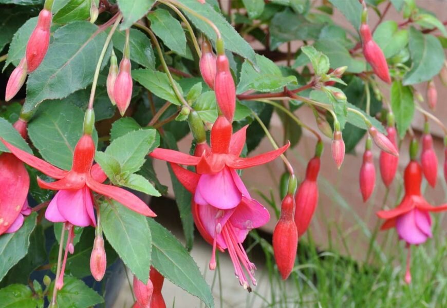 comment-cultiver-fuchsia-jardin