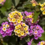 comment-cultiver-lantana-camara