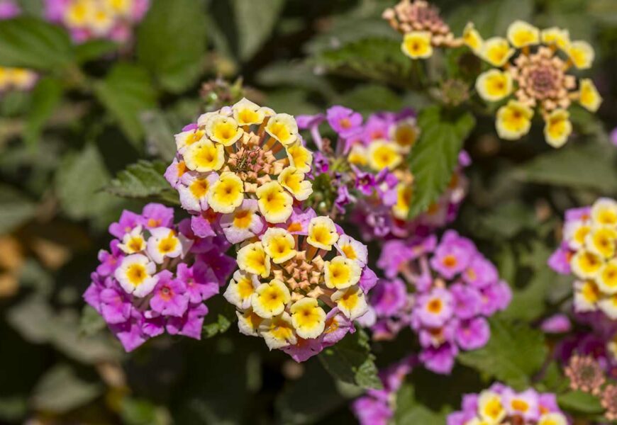 comment-cultiver-lantana-camara