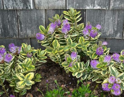 comment-cultiver-veronique-arbustive