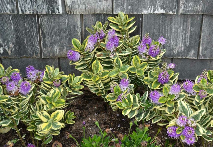 comment-cultiver-veronique-arbustive